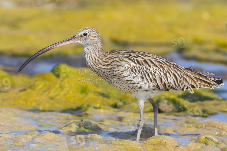 Eurasian Curlew